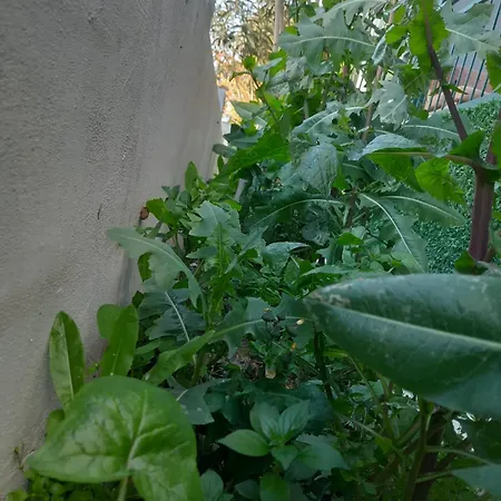 Ξενοδοχείο Masal
